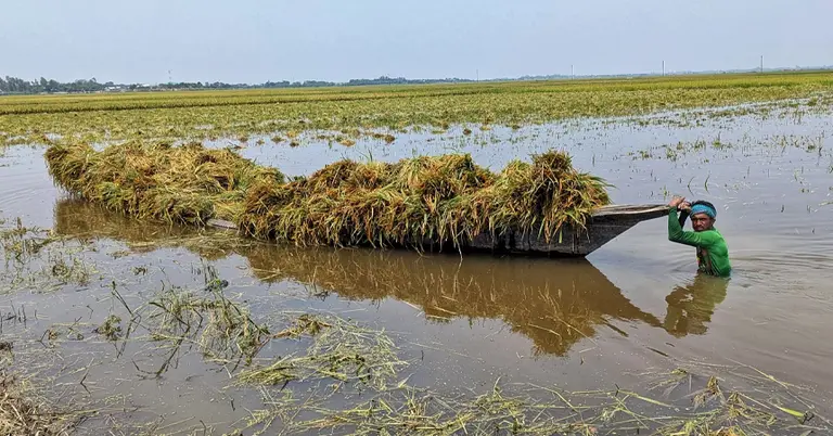পানিতে তলিয়ে যাওয়া ধান